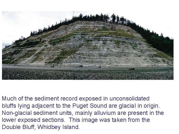 Much of the sediment record exposed in unconsolidated bluffs lying adjacent to the Puget