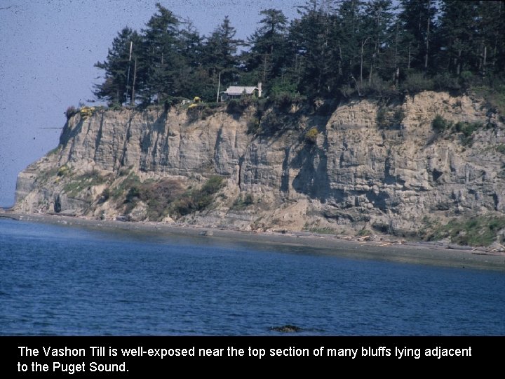 The Vashon Till is well-exposed near the top section of many bluffs lying adjacent