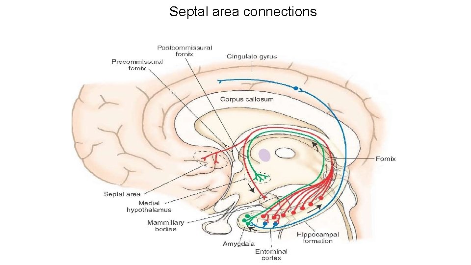 Septal area connections Septal area connections