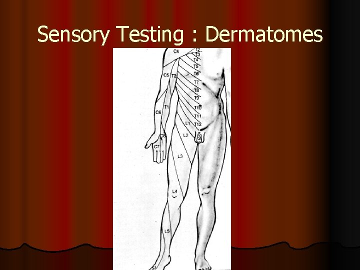 Sensory Testing : Dermatomes 
