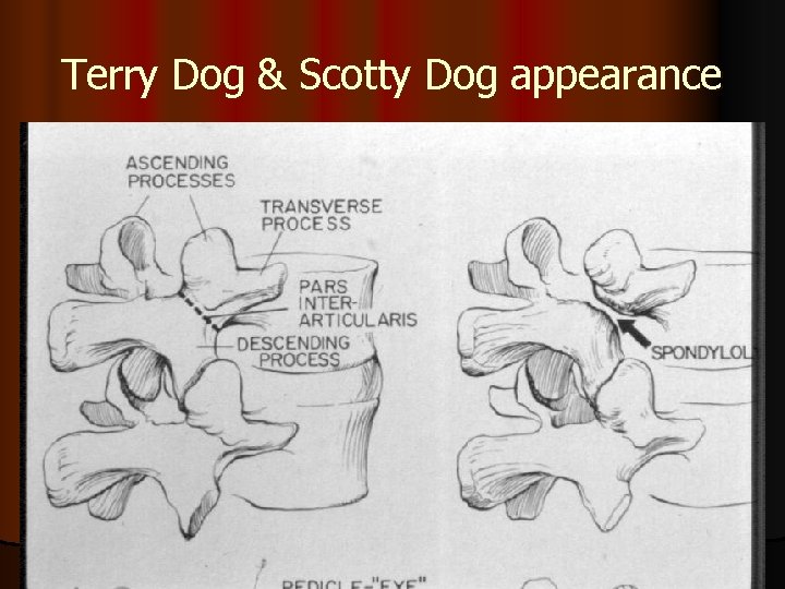 Terry Dog & Scotty Dog appearance 