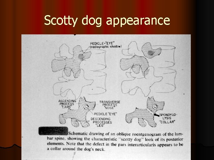 Scotty dog appearance 