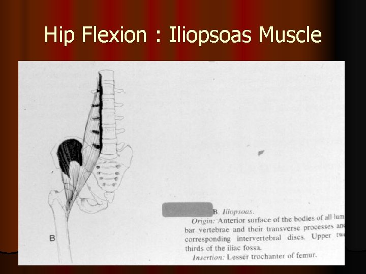Hip Flexion : Iliopsoas Muscle 