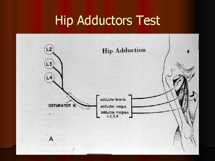 Hip Adductors Test 