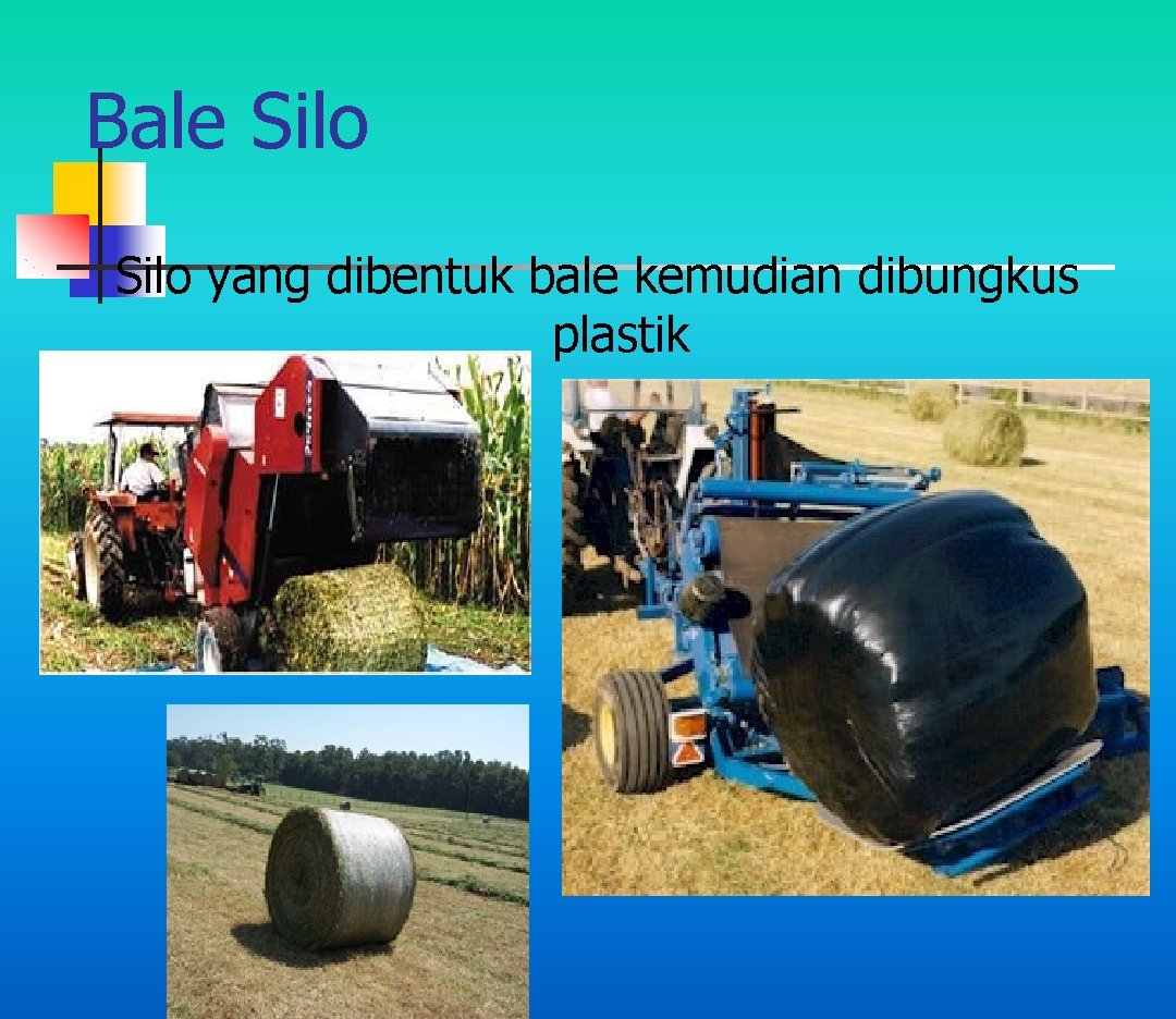 Bale Silo yang dibentuk bale kemudian dibungkus plastik 