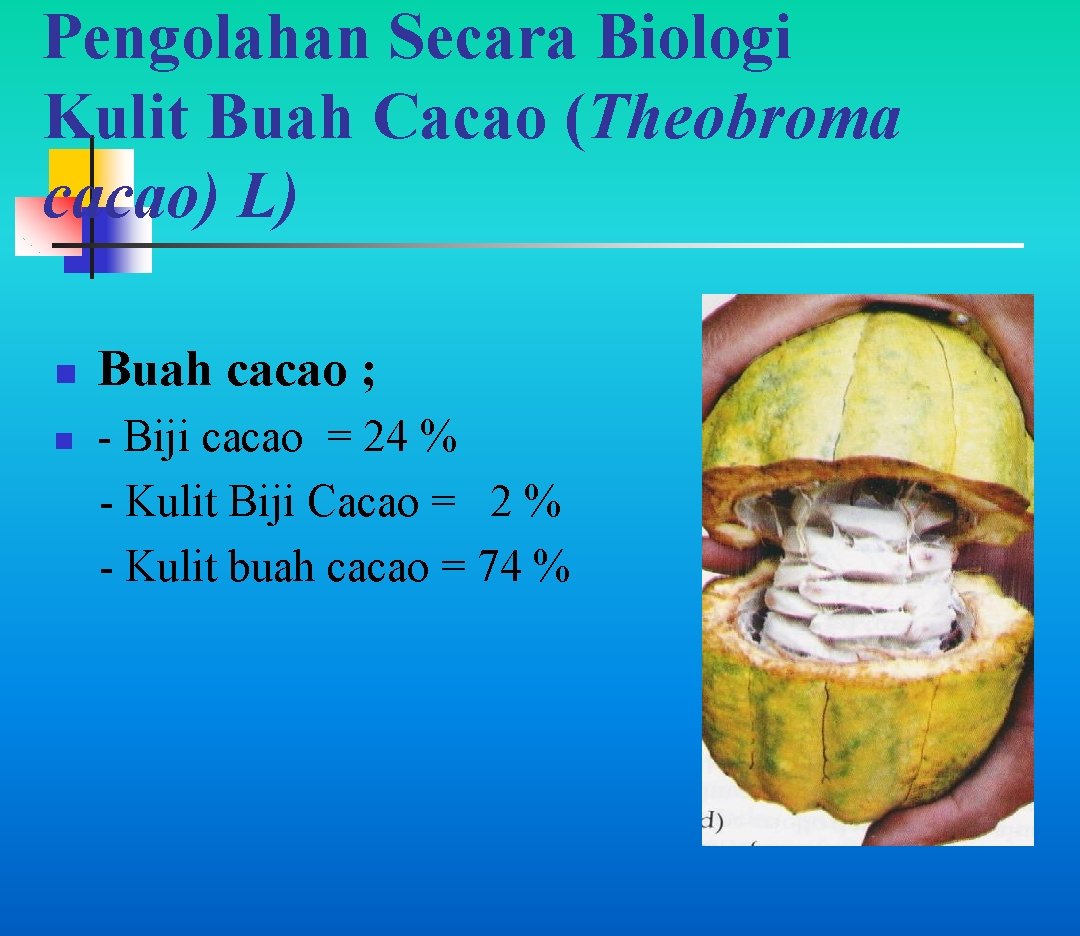 Pengolahan Secara Biologi Kulit Buah Cacao (Theobroma cacao) L) n n Buah cacao ;