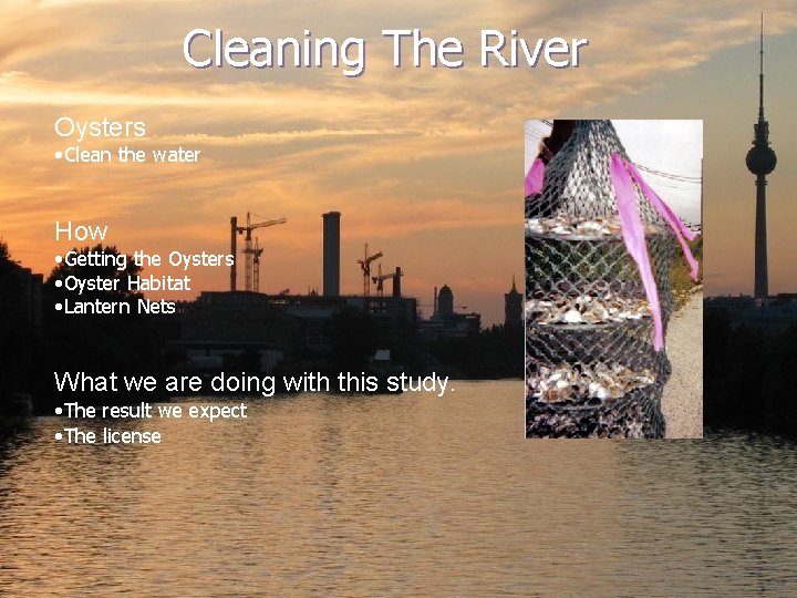 Cleaning The River Oysters • Clean the water How • Getting the Oysters •