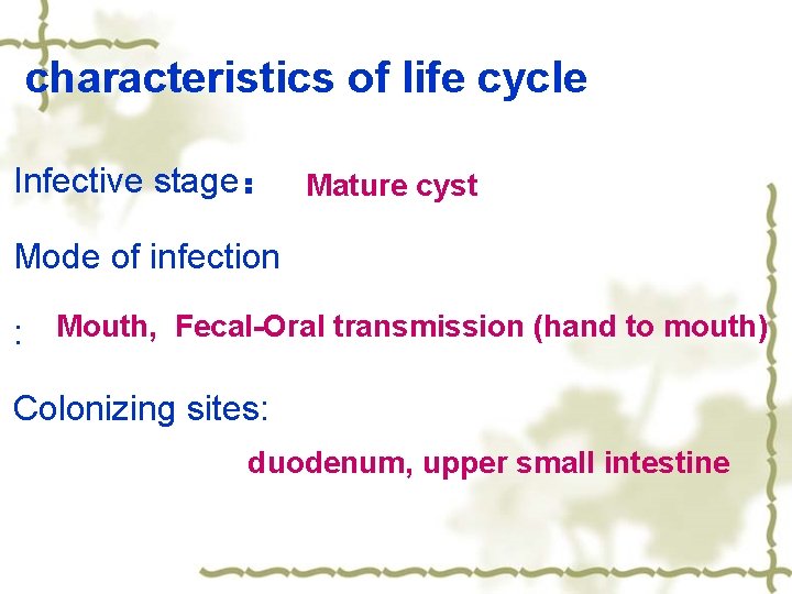 characteristics of life cycle Infective stage： Mature cyst Mode of infection : Mouth, Fecal-Oral