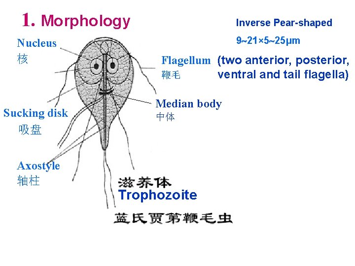 Giardia lamblia Intestinal flagellate Giardia lambilia lives in