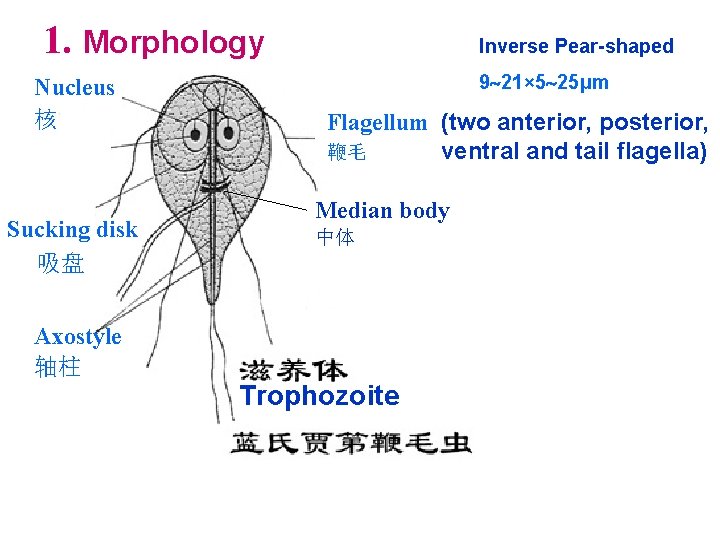 1. Morphology Nucleus 核 Sucking disk 吸盘 Inverse Pear-shaped 9 21× 5 25μm Flagellum