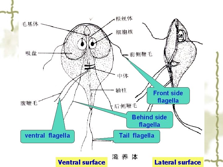 Front side flagella Behind side flagella ventral flagella Ventral surface Tail flagella Lateral surface