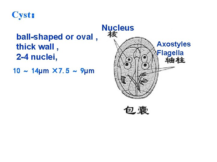 Cyst： ball-shaped or oval , thick wall , 2 -4 nuclei, 10 14µm ×