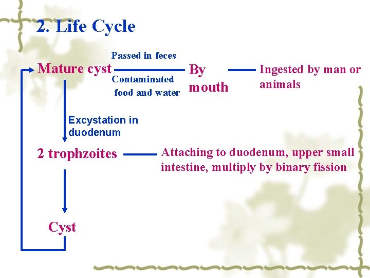 2. Life Cycle Mature cyst Passed in feces Contaminated food and water By mouth