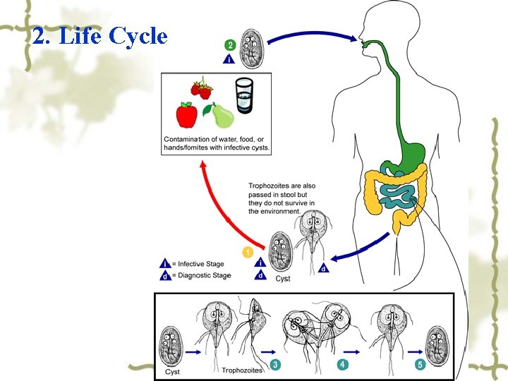 2. Life Cycle 