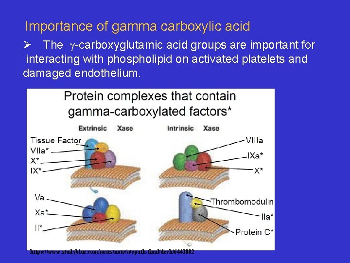Importance of gamma carboxylic acid Ø The g-carboxyglutamic acid groups are important for interacting