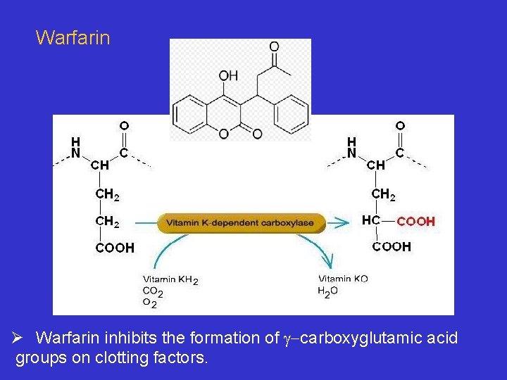 Warfarin Ø Warfarin inhibits the formation of g-carboxyglutamic acid groups on clotting factors. 