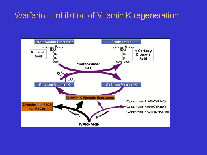 Warfarin – inhibition of Vitamin K regeneration 