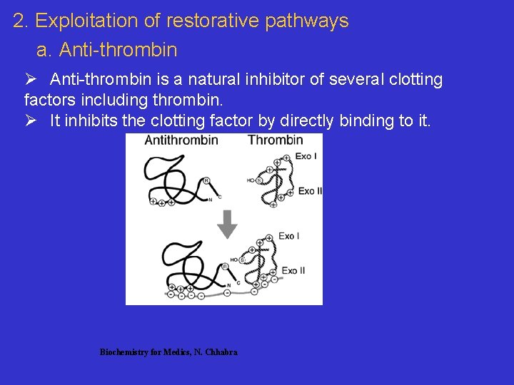 2. Exploitation of restorative pathways a. Anti-thrombin Ø Anti-thrombin is a natural inhibitor of