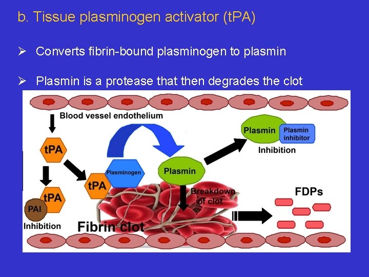 b. Tissue plasminogen activator (t. PA) Ø Converts fibrin-bound plasminogen to plasmin Ø Plasmin