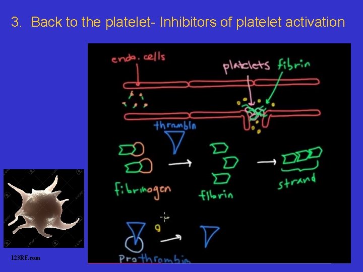 3. Back to the platelet- Inhibitors of platelet activation 123 RF. com 