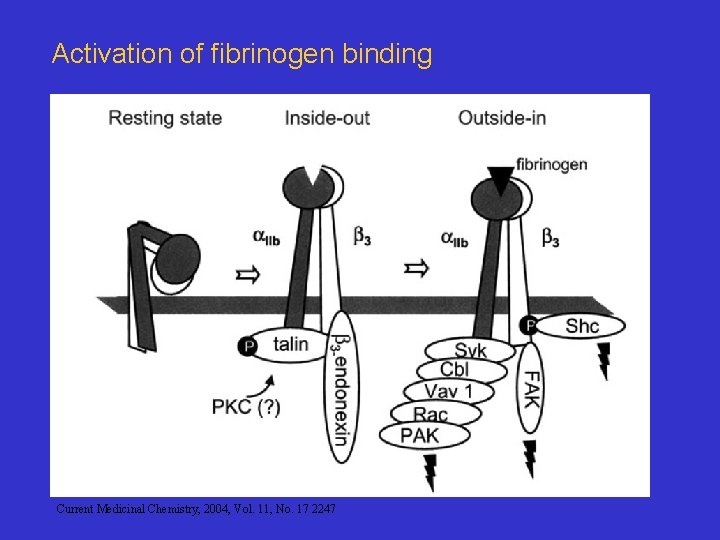 Activation of fibrinogen binding Current Medicinal Chemistry, 2004, Vol. 11, No. 17 2247 