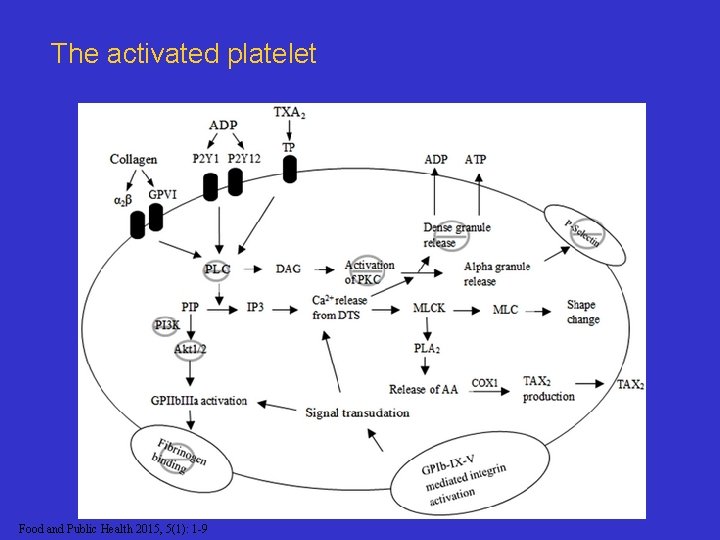 The activated platelet Food and Public Health 2015, 5(1): 1 -9 
