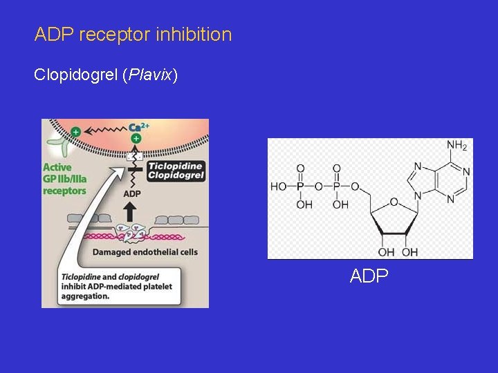 ADP receptor inhibition Clopidogrel (Plavix) ADP 