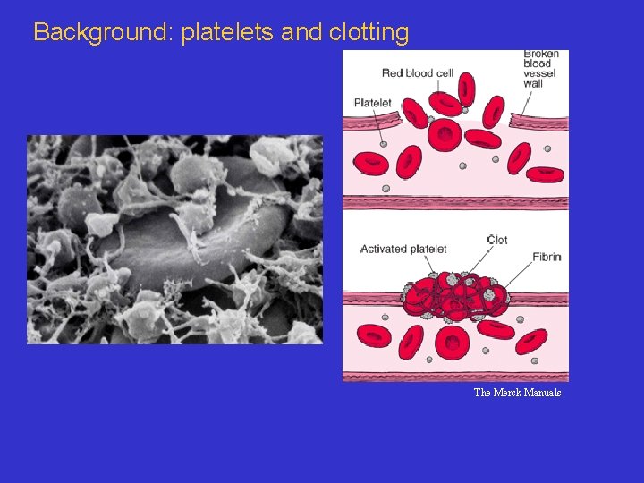 Background: platelets and clotting The Merck Manuals 