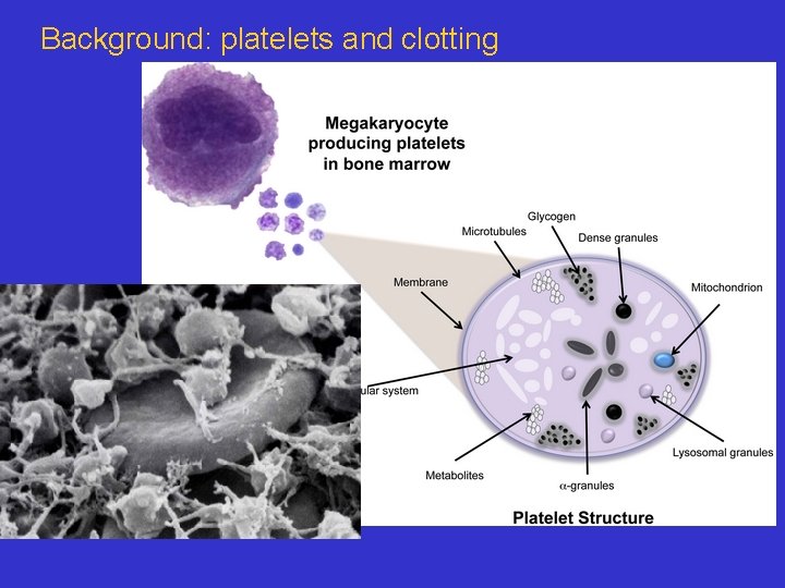 Background: platelets and clotting 