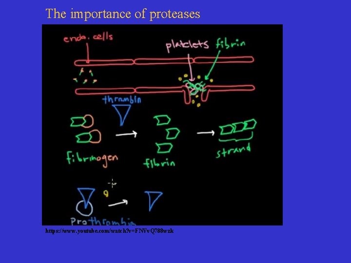 The importance of proteases https: //www. youtube. com/watch? v=FNVv. Q 788 wzk 