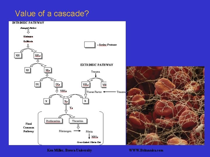 Value of a cascade? Ken Miller, Brown University WWW. Britannica. com 