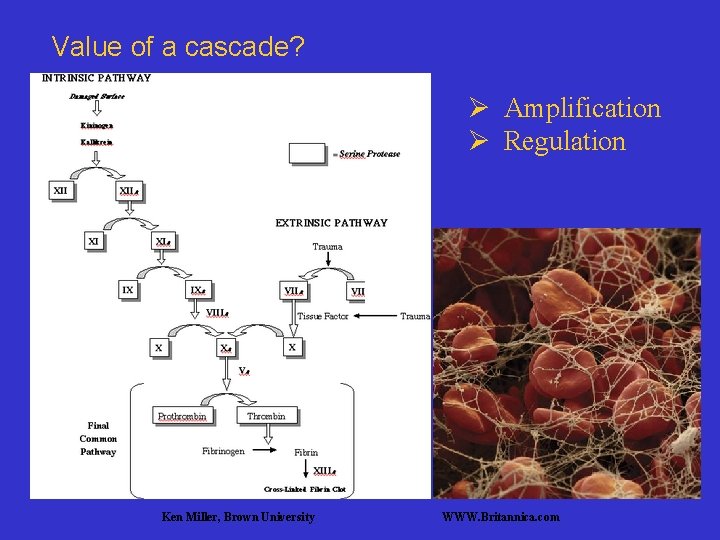 Value of a cascade? Ø Amplification Ø Regulation Ken Miller, Brown University WWW. Britannica.