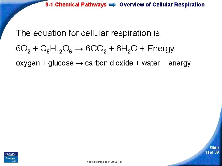 9 -1 Chemical Pathways Overview of Cellular Respiration The equation for cellular respiration is: