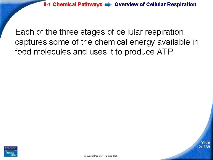 9 -1 Chemical Pathways Overview of Cellular Respiration Each of the three stages of