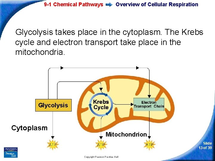 9 -1 Chemical Pathways Overview of Cellular Respiration Glycolysis takes place in the cytoplasm.