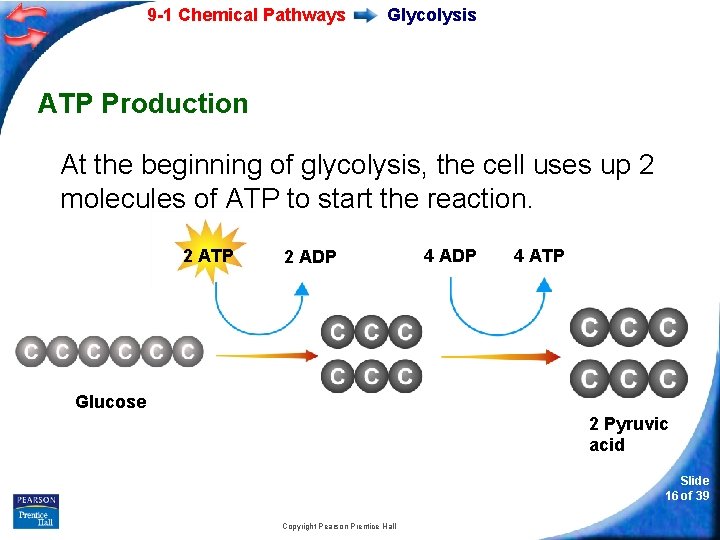 9 -1 Chemical Pathways Glycolysis ATP Production At the beginning of glycolysis, the cell