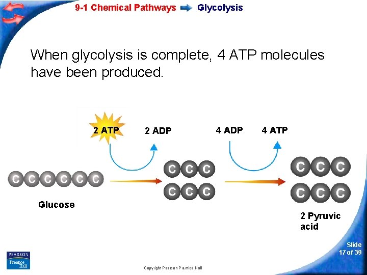 9 -1 Chemical Pathways Glycolysis When glycolysis is complete, 4 ATP molecules have been