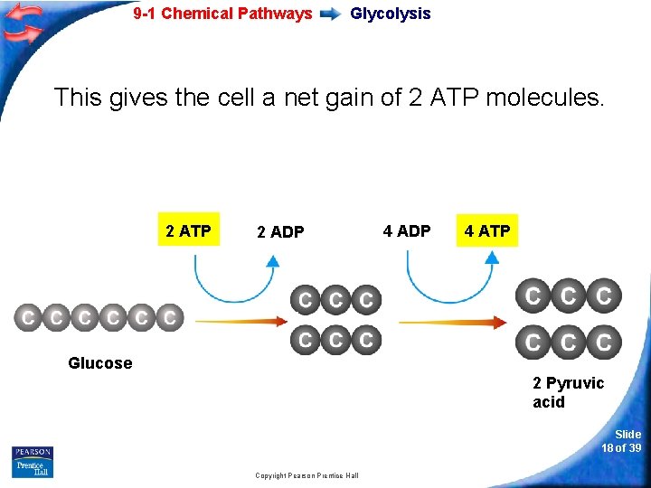 9 -1 Chemical Pathways Glycolysis This gives the cell a net gain of 2