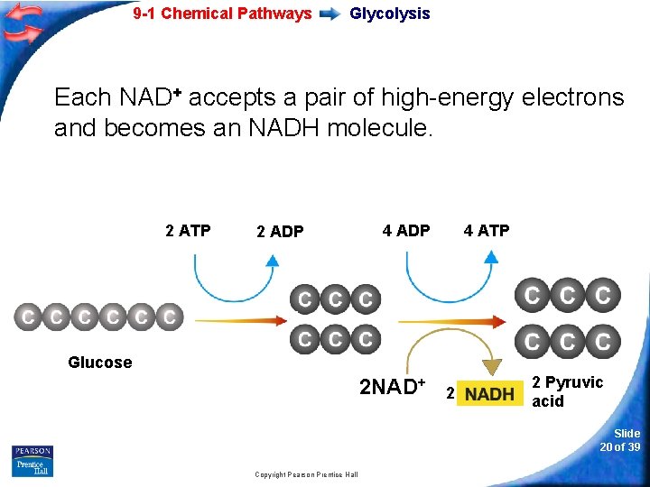 9 -1 Chemical Pathways Glycolysis Each NAD+ accepts a pair of high-energy electrons and