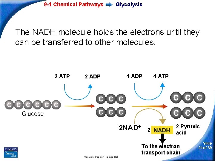 9 -1 Chemical Pathways Glycolysis The NADH molecule holds the electrons until they can