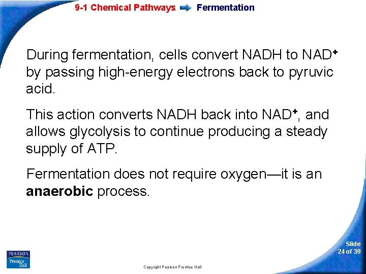 9 -1 Chemical Pathways Fermentation During fermentation, cells convert NADH to NAD+ by passing