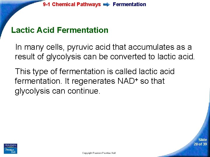 9 -1 Chemical Pathways Fermentation Lactic Acid Fermentation In many cells, pyruvic acid that