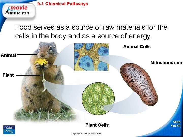 9 -1 Chemical Pathways Food serves as a source of raw materials for the