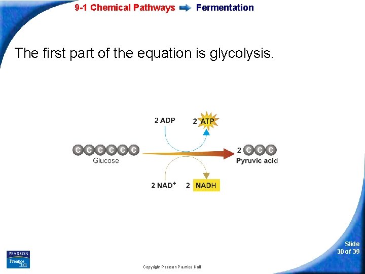 9 -1 Chemical Pathways Fermentation The first part of the equation is glycolysis. Slide