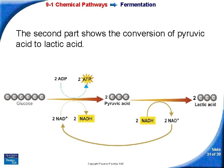9 -1 Chemical Pathways Fermentation The second part shows the conversion of pyruvic acid