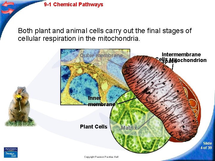 9 -1 Chemical Pathways Both plant and animal cells carry out the final stages