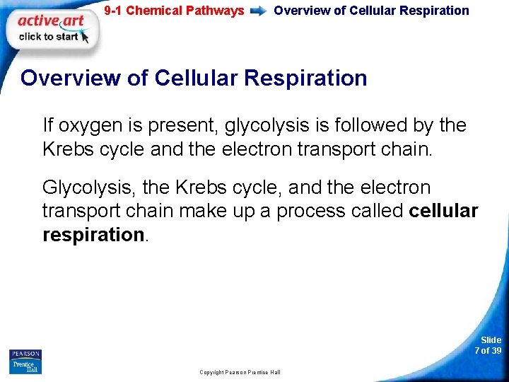 9 -1 Chemical Pathways Overview of Cellular Respiration If oxygen is present, glycolysis is