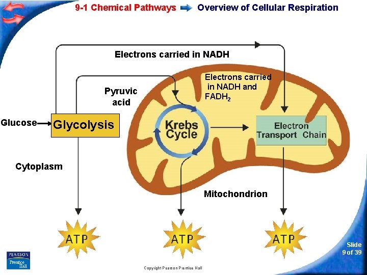 9 -1 Chemical Pathways Overview of Cellular Respiration Electrons carried in NADH and FADH