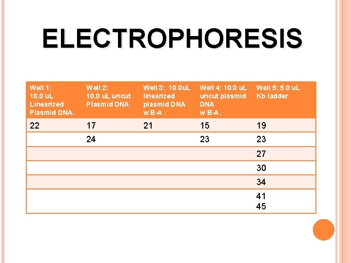 ELECTROPHORESIS Well 1: 10. 0 u. L Linearized Plasmid DNA. Well 2: 10. 0