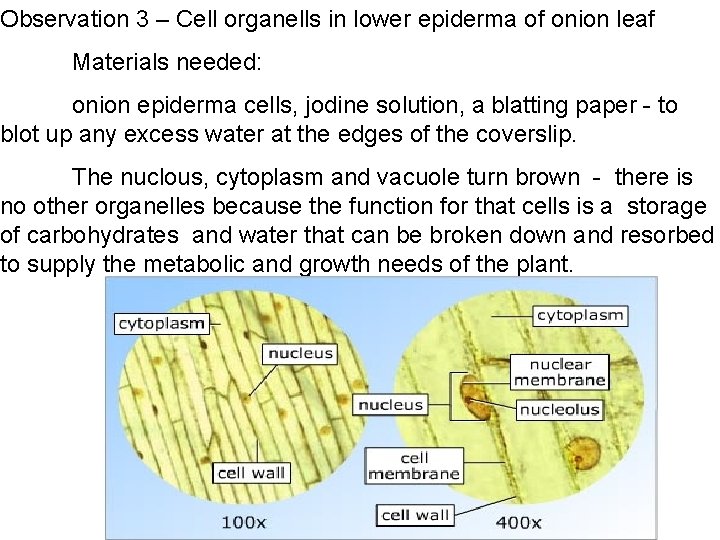 Observation 3 – Cell organells in lower epiderma of onion leaf Materials needed: onion